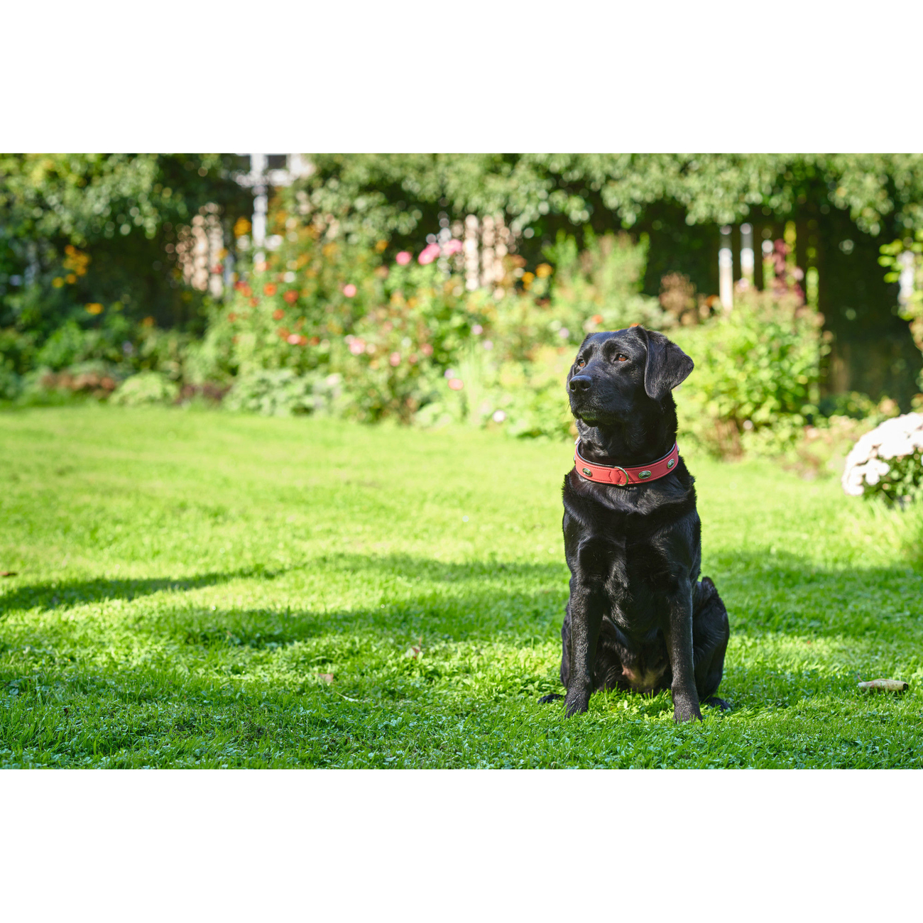 Hundehalsband Softie Stone Bild 8