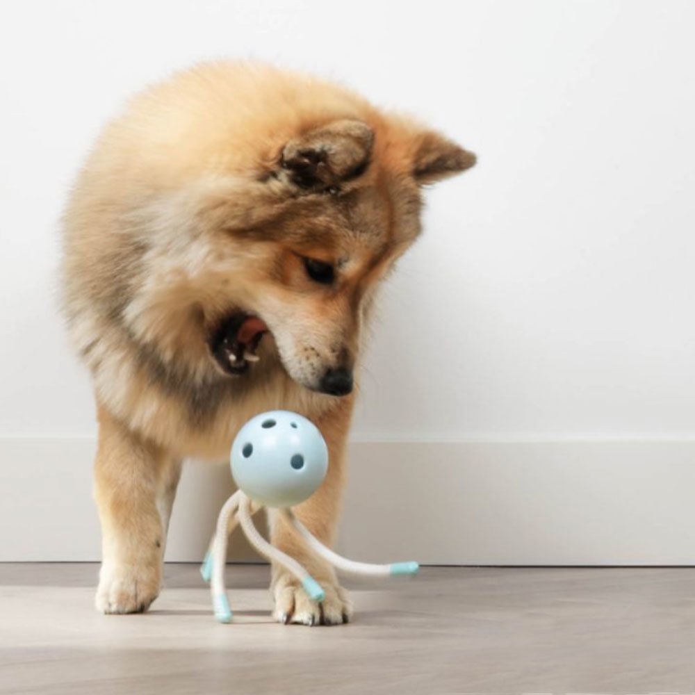 Hundekauspielzeug Milo für die Zahnreinigung Bild 3