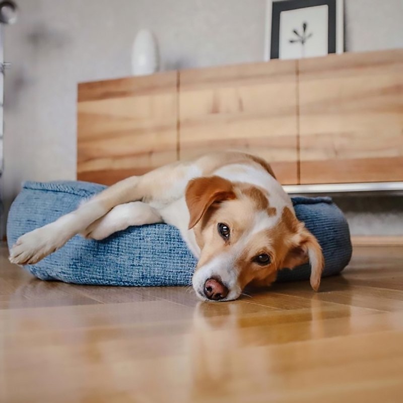 Hundekissen Vince Bild 2