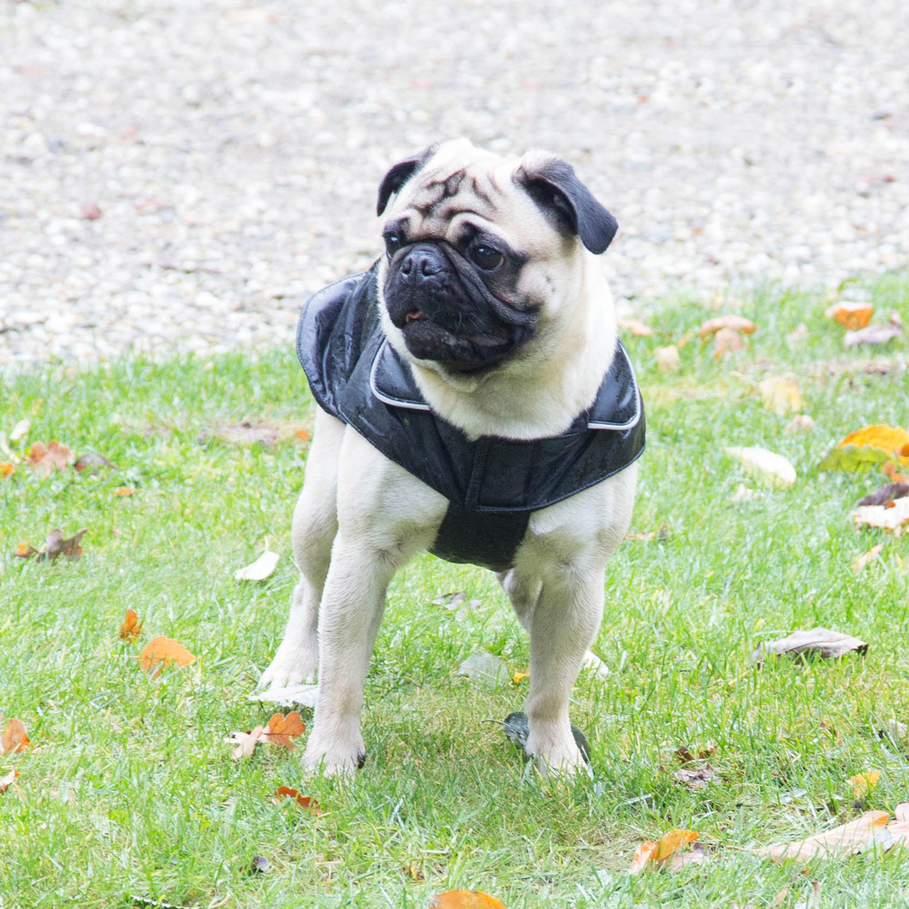Hundemantel Outdoorjacke Jack für Mops & Co Bild 2