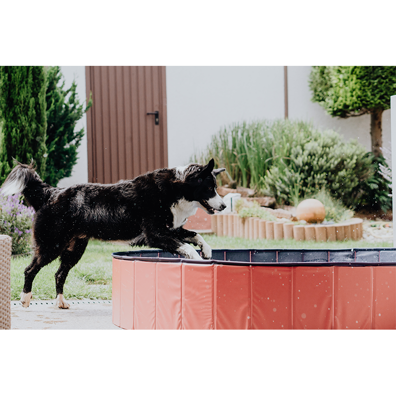 Hundepool Doggypool Bild 3