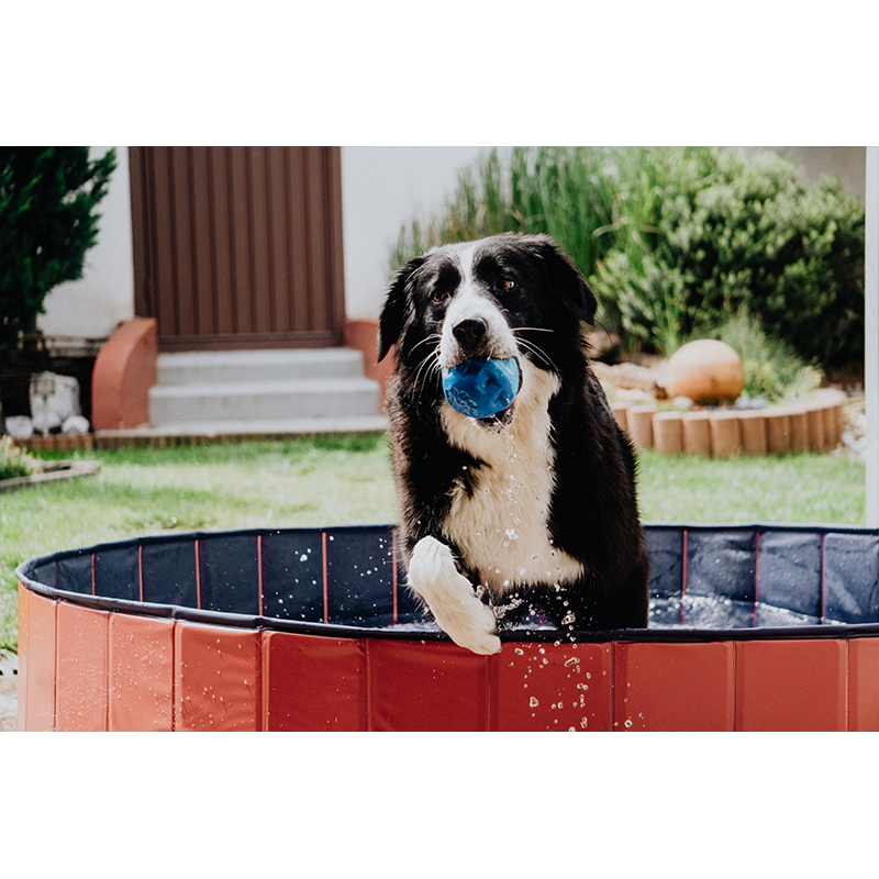 Hundepool Doggypool Bild 4