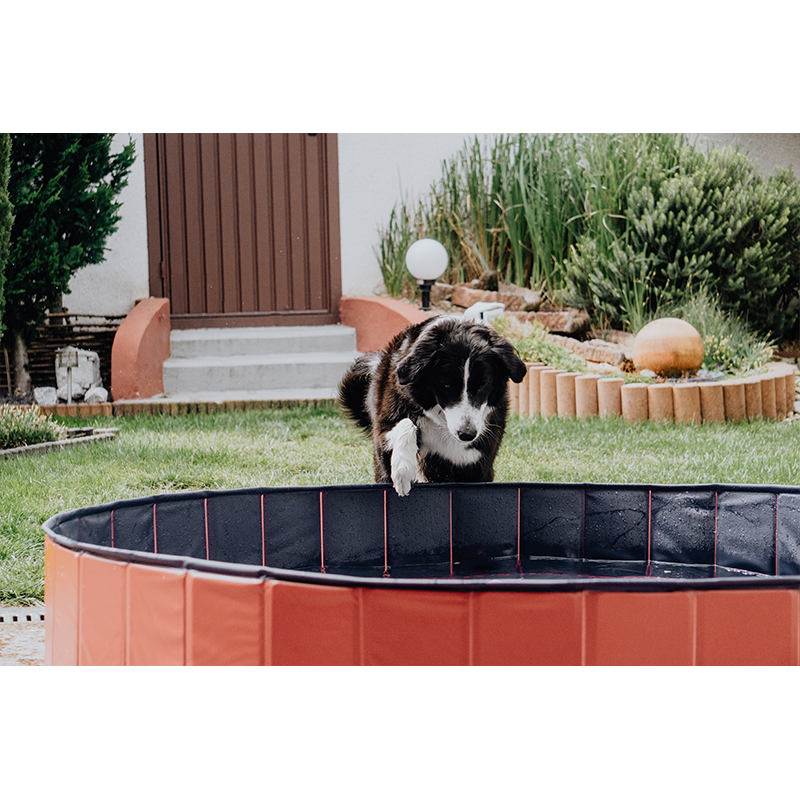 Hundepool Doggypool Bild 2