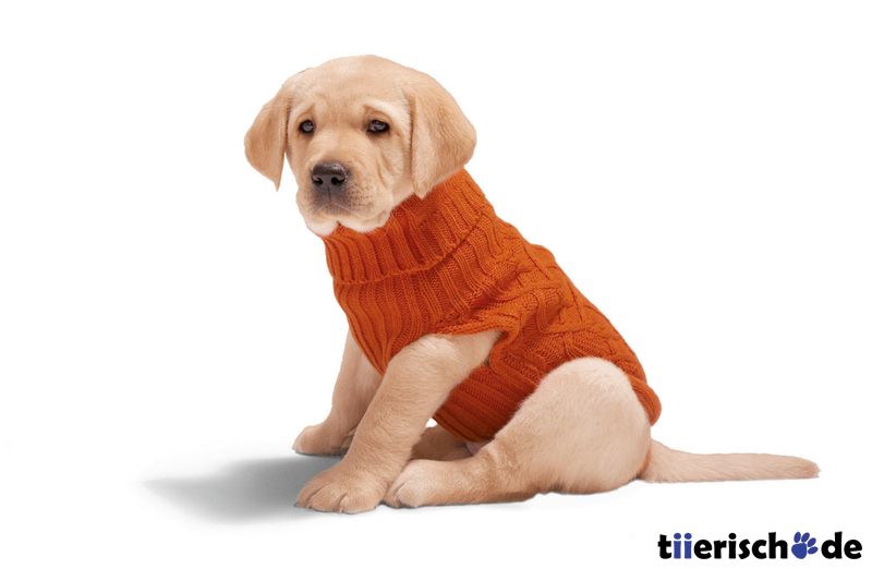 Hundepullover Basic Bild 5