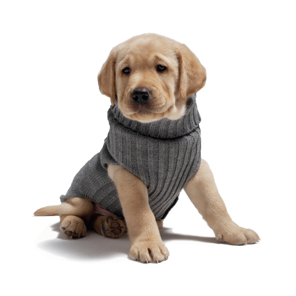 Hundepullover Scotty Bild 4