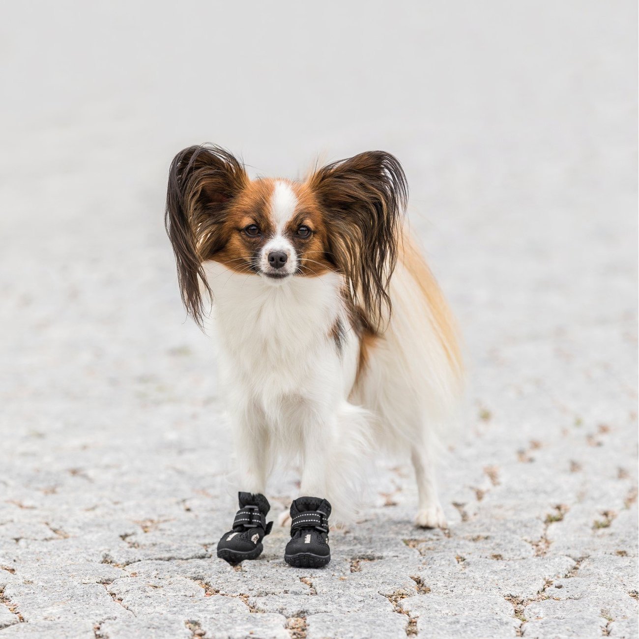Hundeschuhe Pfotenschutz Walker Active Bild 8