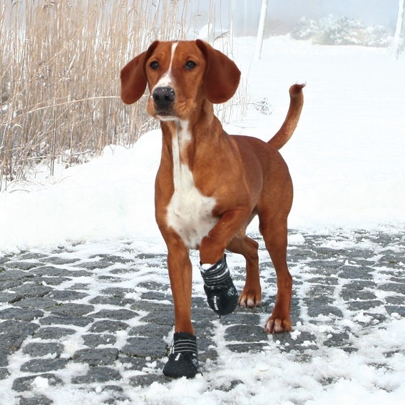 Hundeschuhe Pfotenschutz Walker Active Bild 2