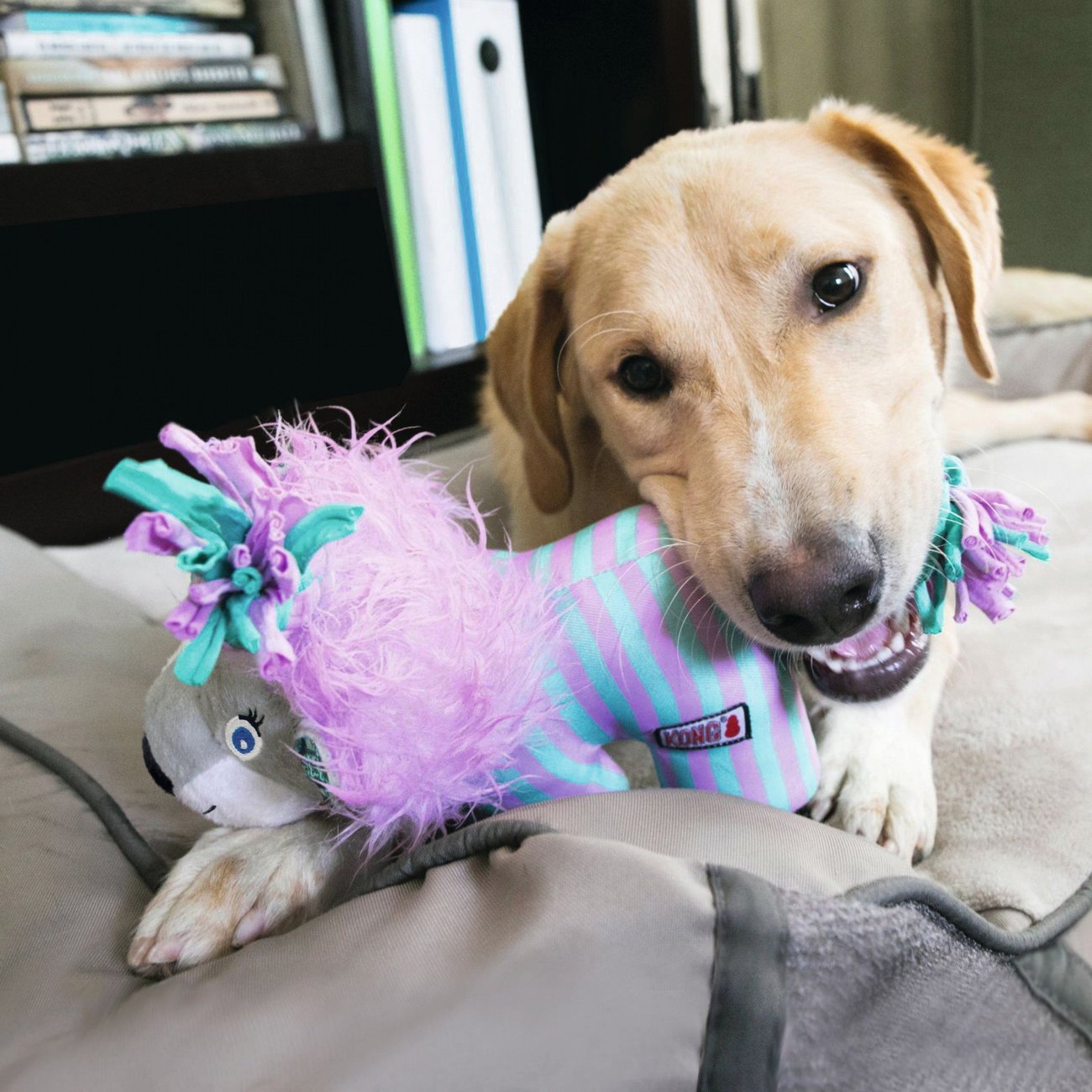 Hundespielzeug KONG Knots Carnival Bild 2