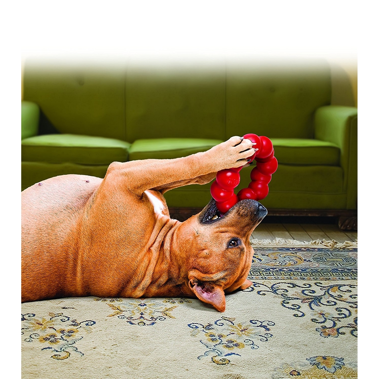 Hundespielzeug Ring Bild 2