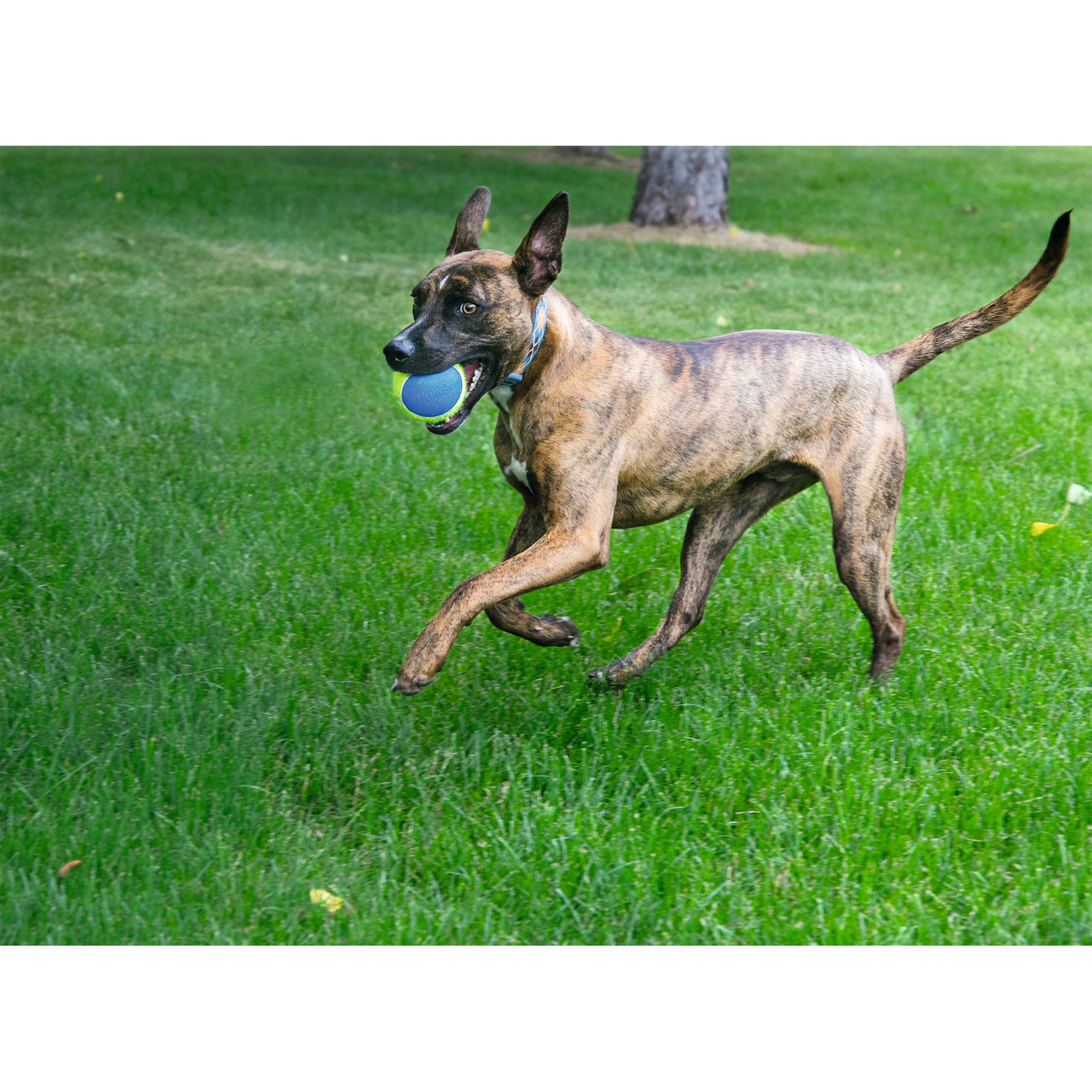 Hundespielzeug KONG Ultra SqueakAir Ball Bild 2