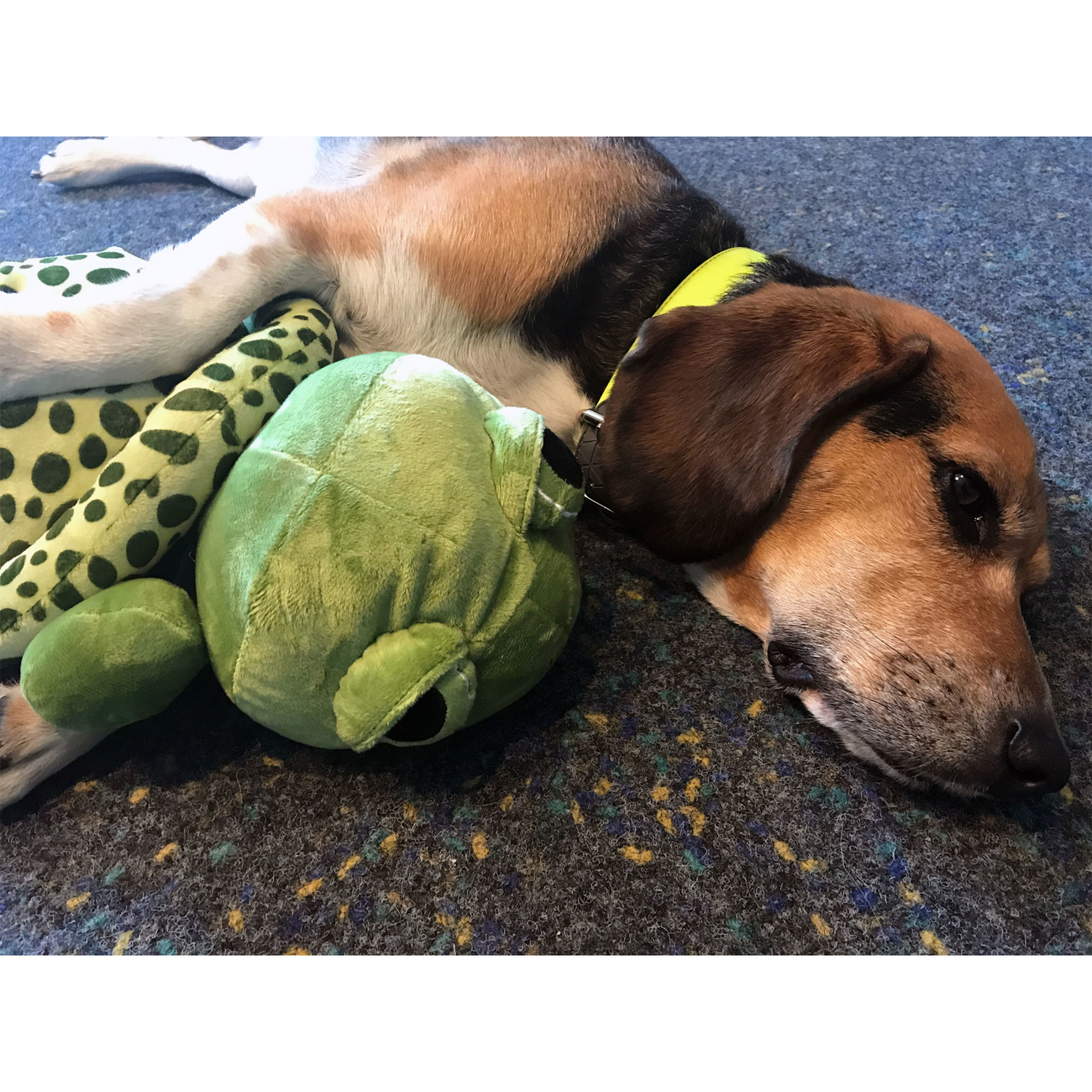 Hundespielzeug Plüsch Schildkröte, Original-Tierstimme XL Bild 3