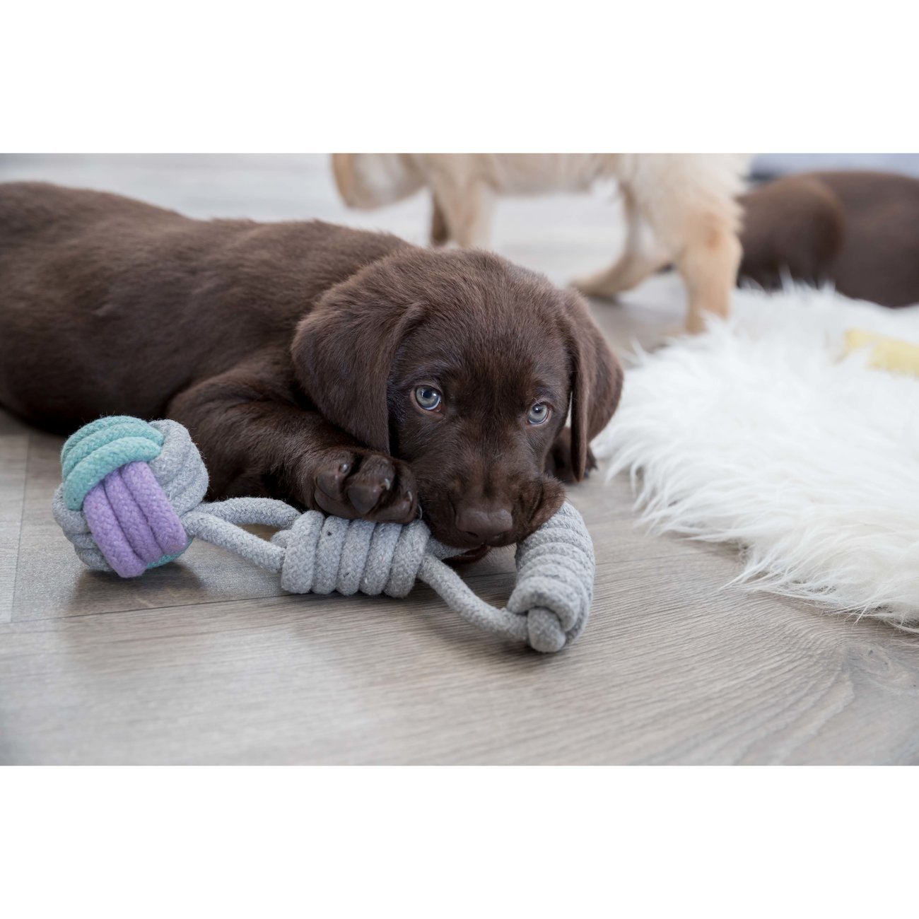 Hundespielzeug Spieltau mit Handschlaufe Bild 2