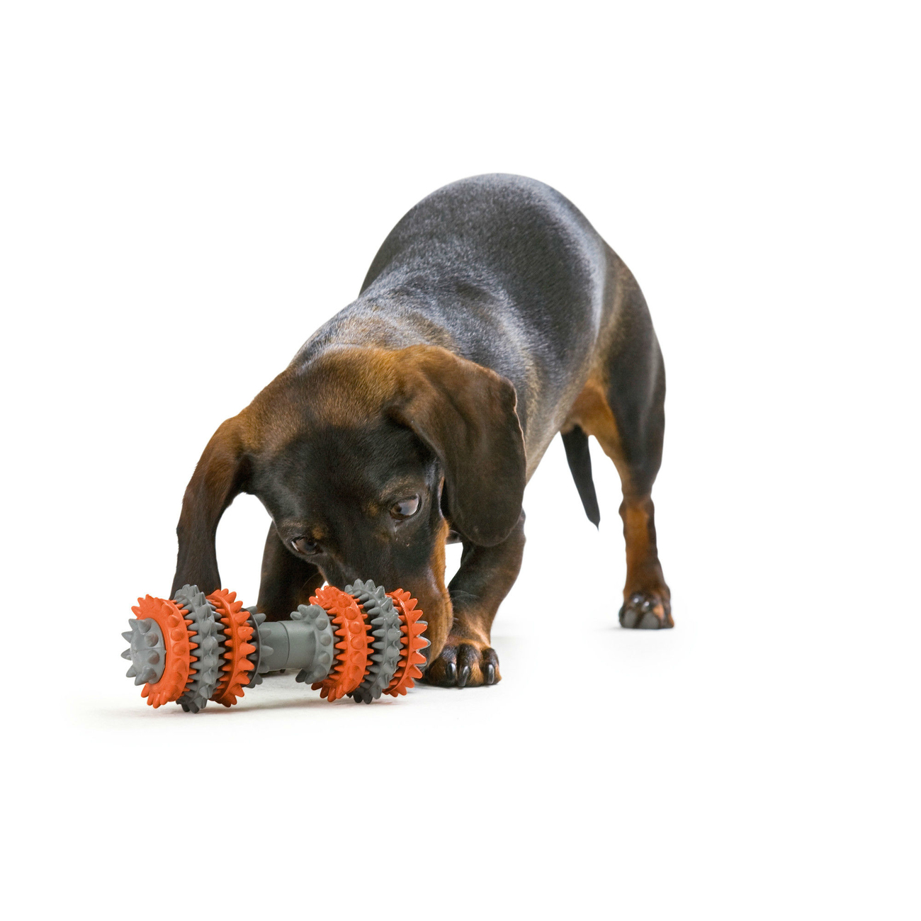 Hundespielzeug Tooth cleaner Bild 2