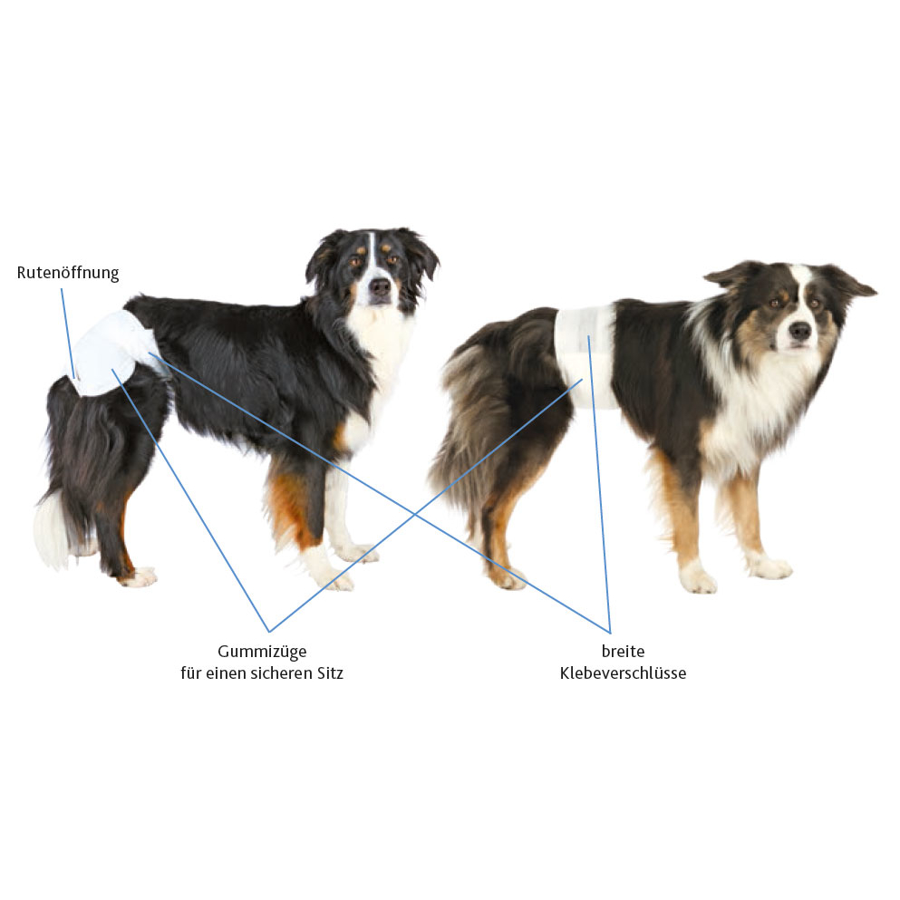 Hundewindeln für Hündinnen Bild 2