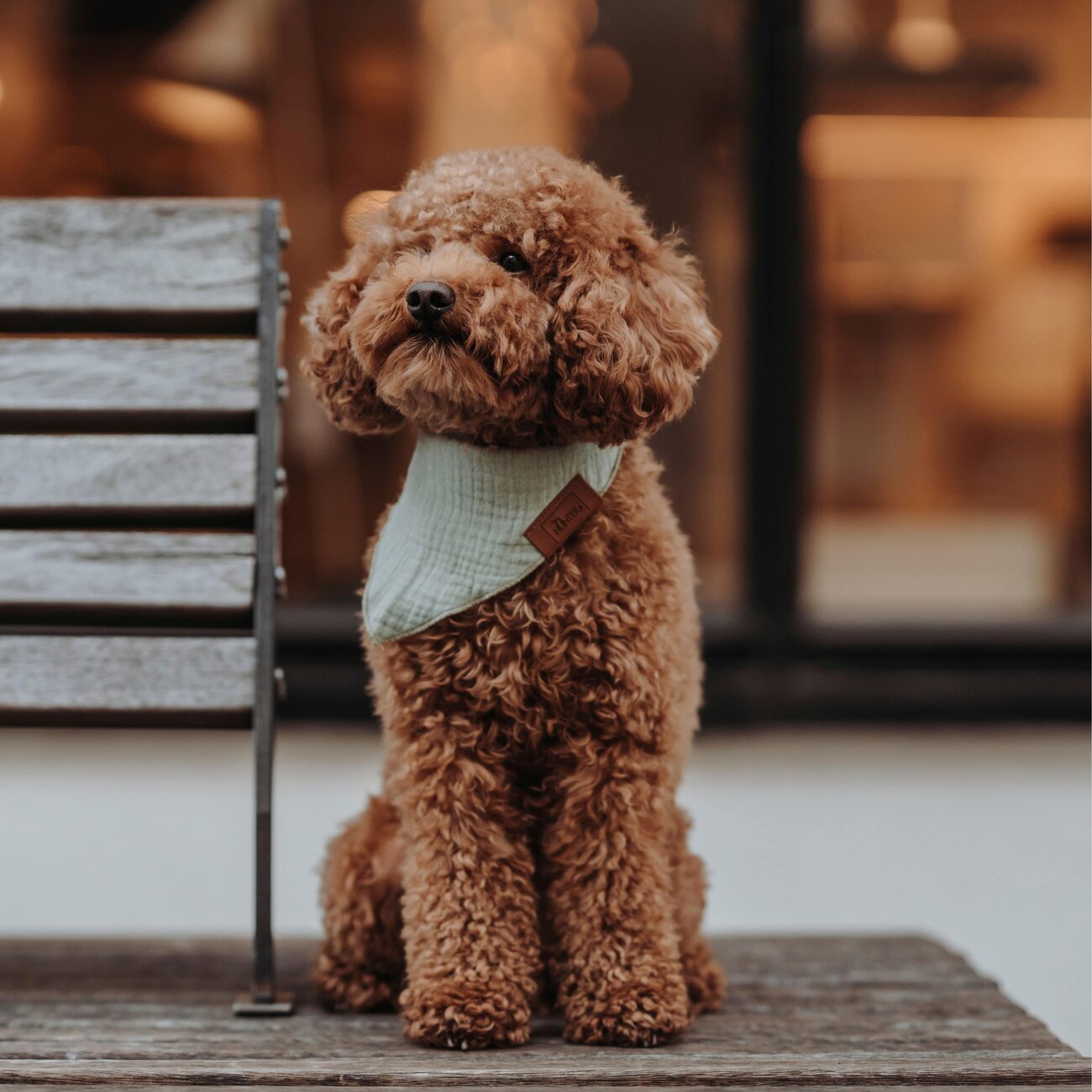 Dreieckstuch Nola für Hunde Bild 2