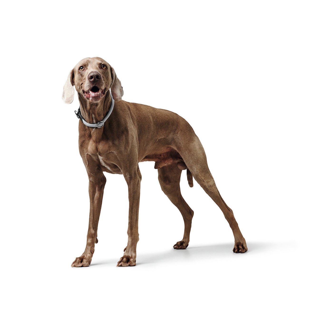 Dressurhalsung Eiby Freestyle Bild 6