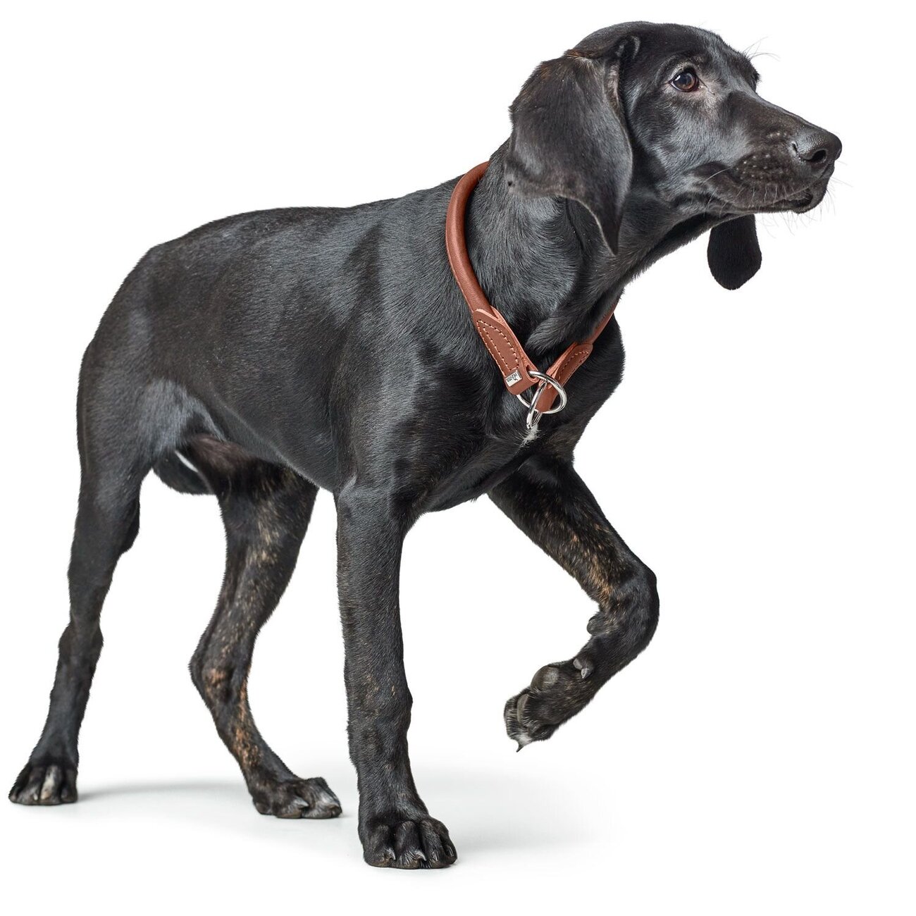 Dressurhalsung Round & Soft Canadian Up Bild 10