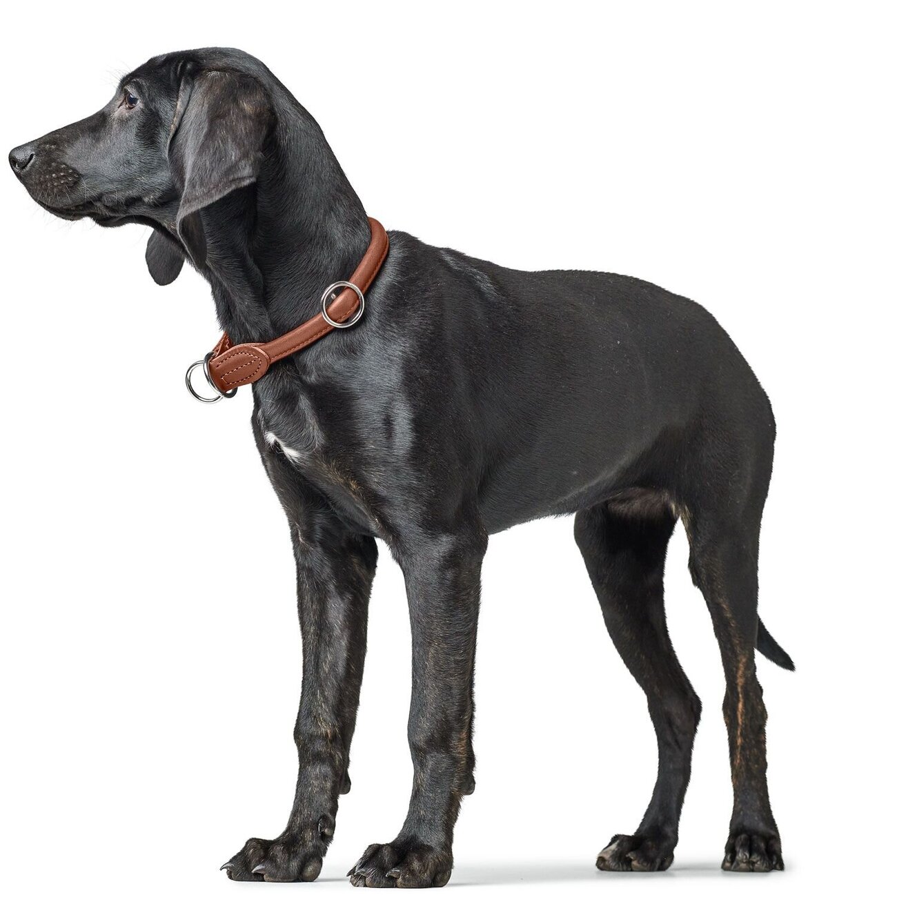 Dressurhalsung Round & Soft Canadian Up Bild 8