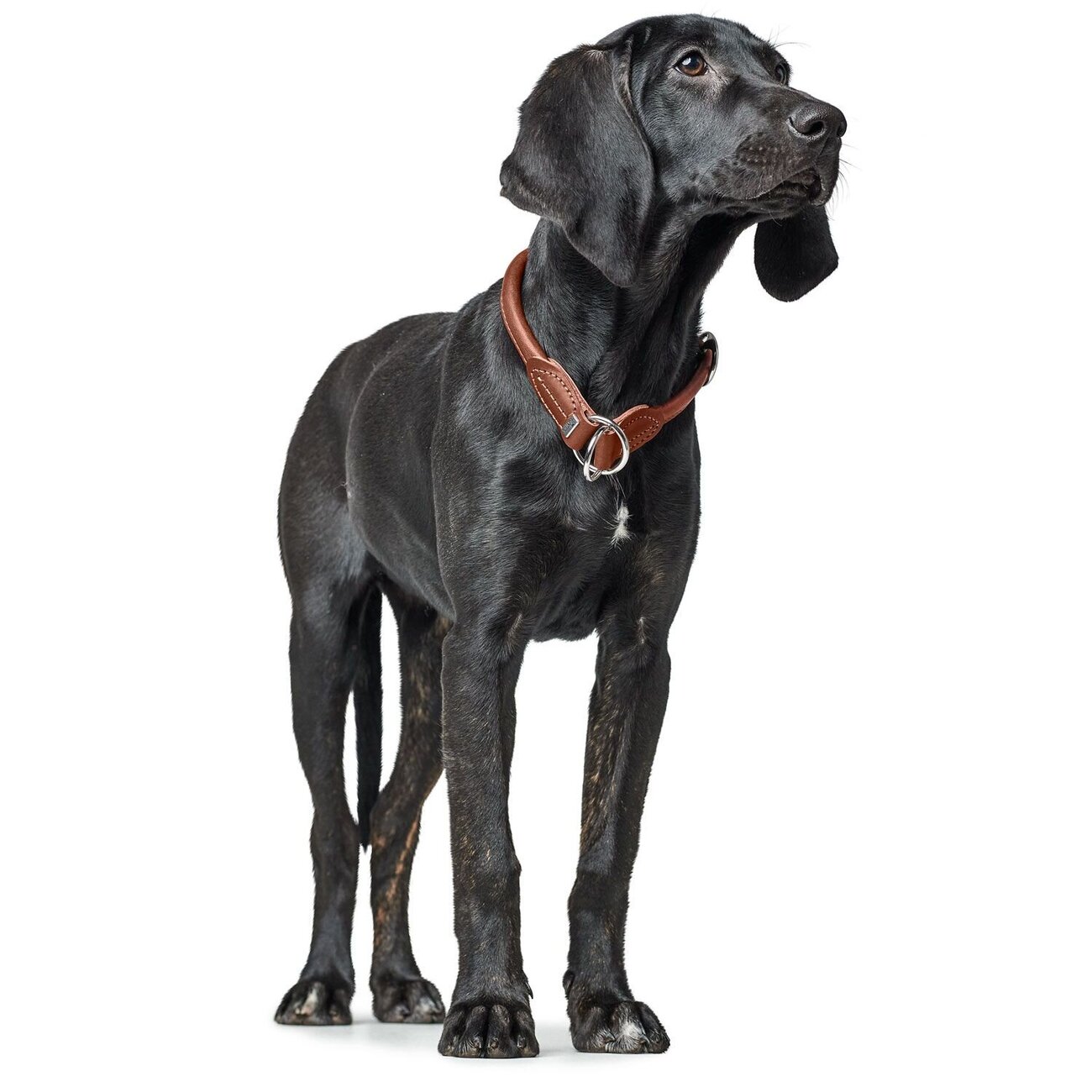 Dressurhalsung Round & Soft Canadian Up Bild 9