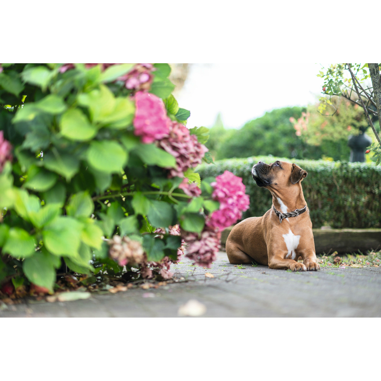 Hunter Dressurhalsung Solid Education Bild 15