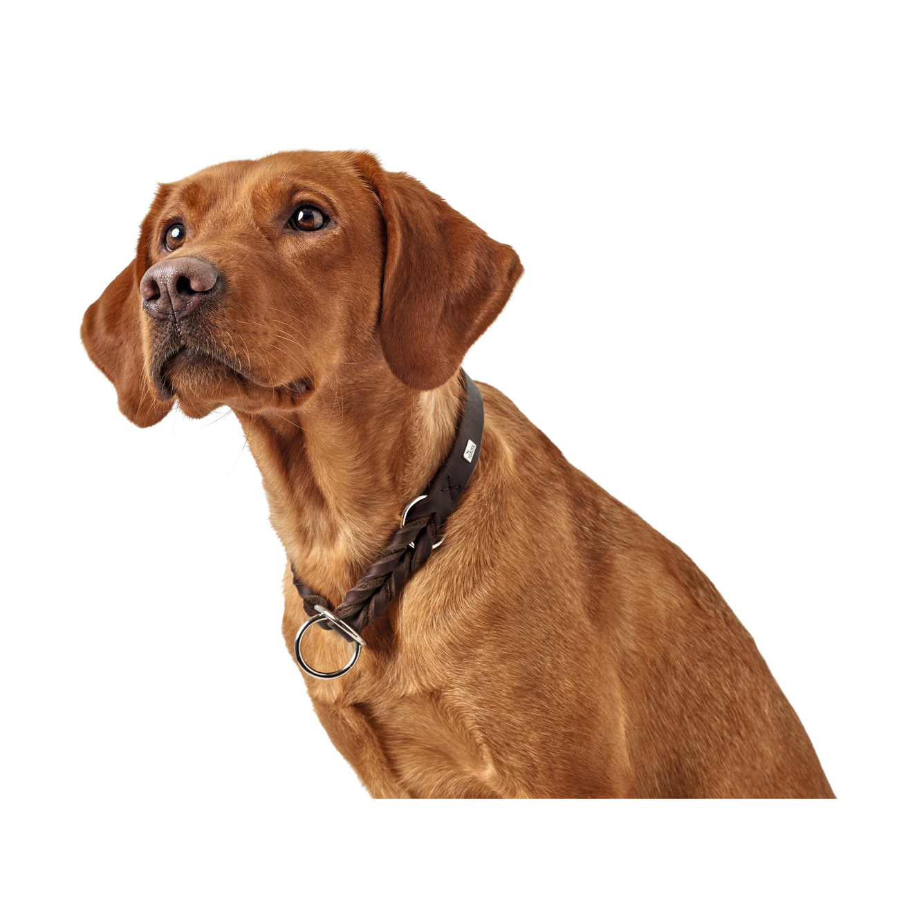 Hunter Dressurhalsung Solid Education Bild 2