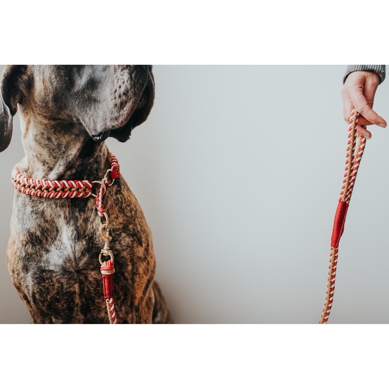 Hunter Dressurhalsung Tinnum Bild 7