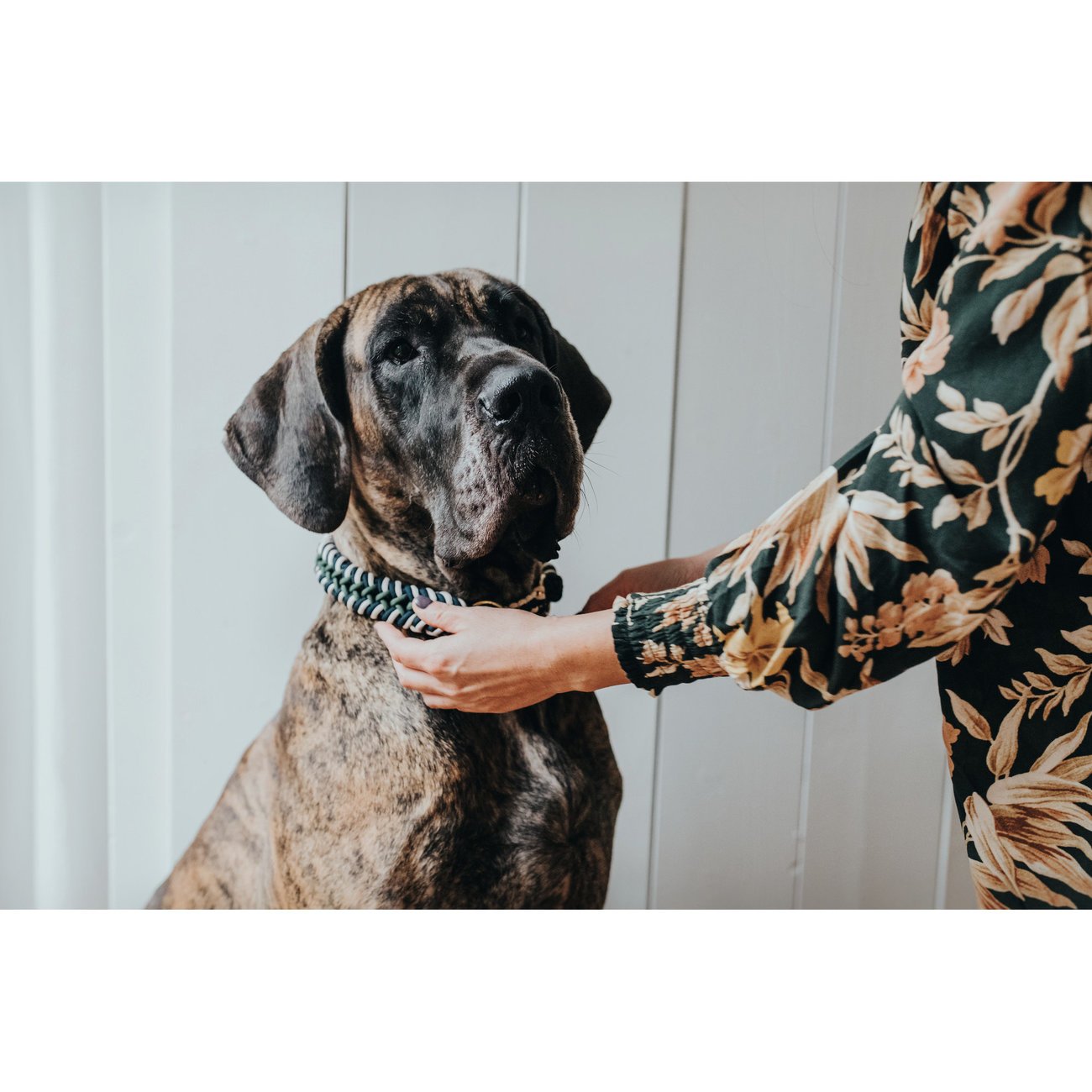 Hunter Dressurhalsung Tinnum Bild 9