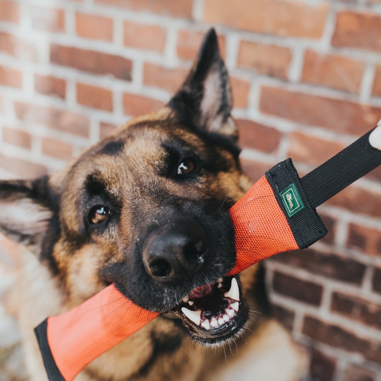 Dummy Trient für Hunde Bild 2