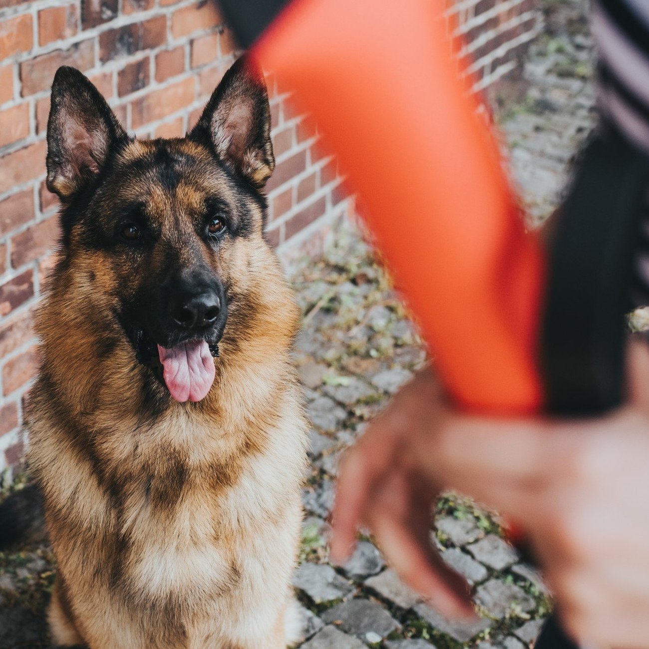 Dummy Trient für Hunde Bild 5