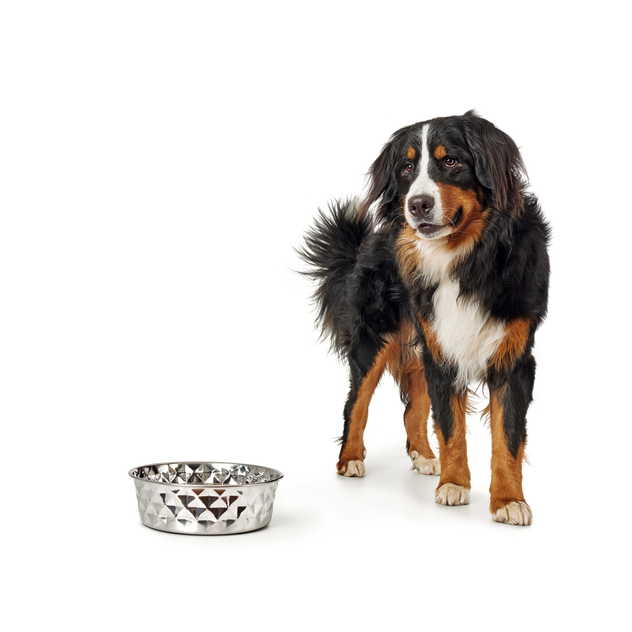 HUNTER Edelstahlnapf Namy Bild 4