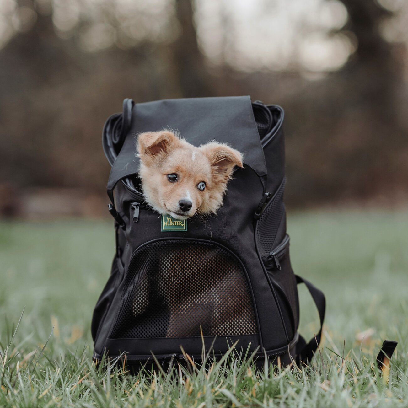 Flugtasche und Rucksack Miles für Hunde Bild 5