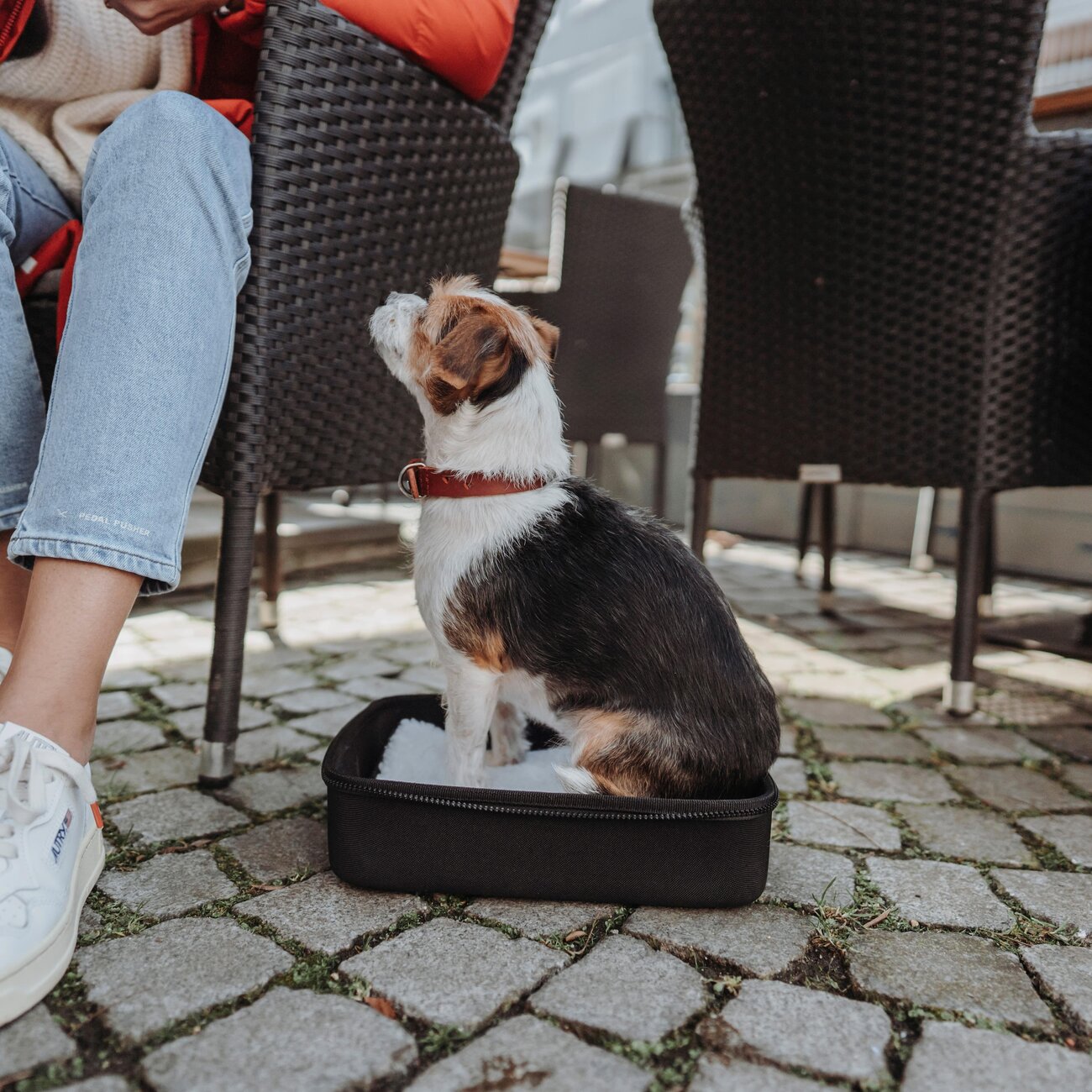 Flugtasche und Rucksack Miles für Hunde Bild 9