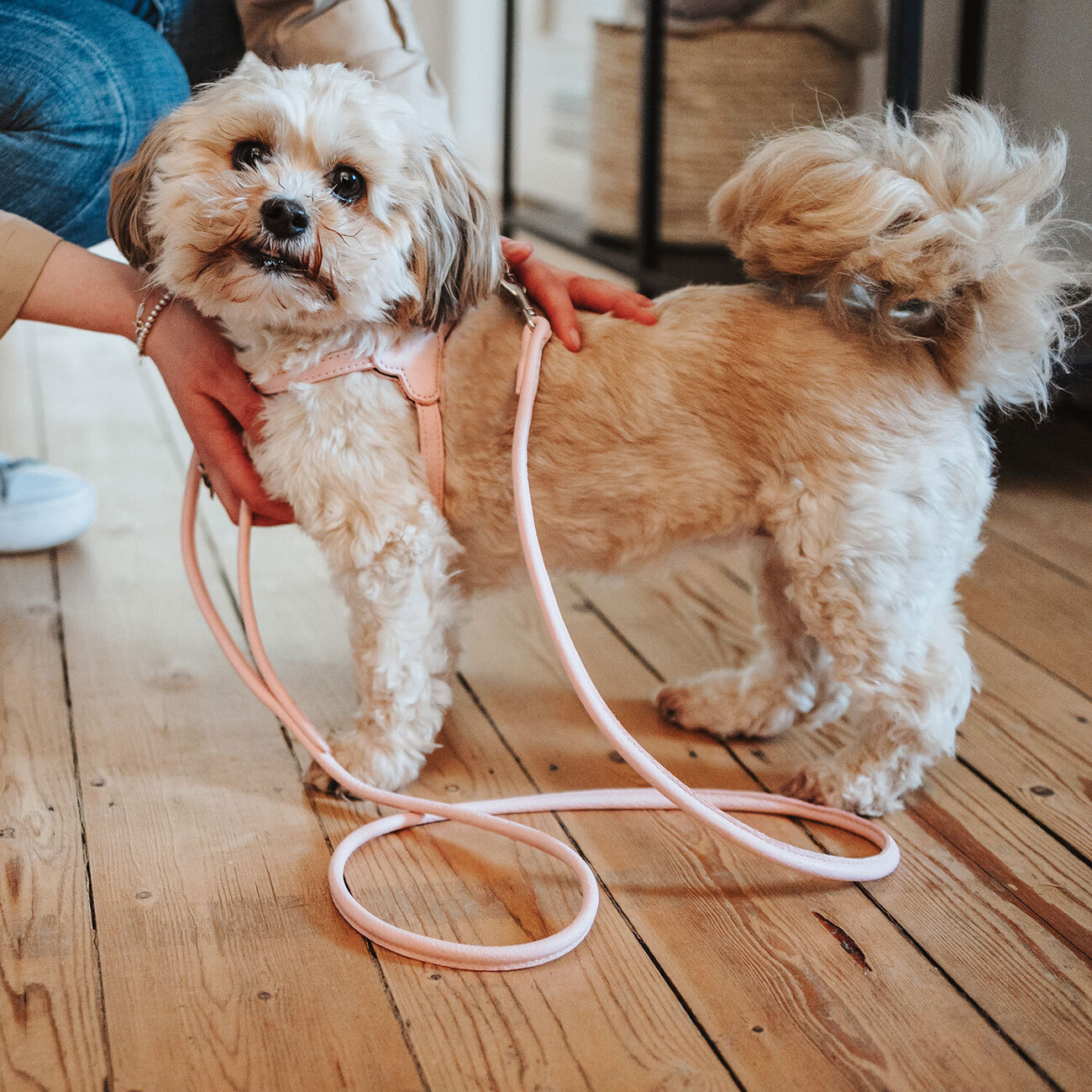 Führleine Soho Round Mini Bild 2