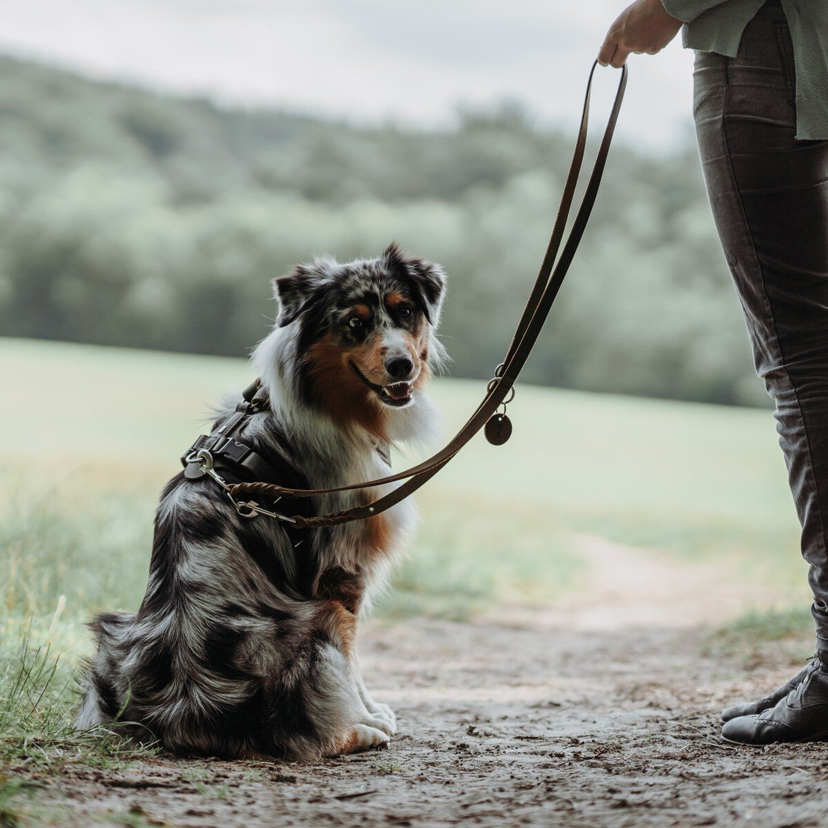 Führleine Solid Education Duo Bild 2