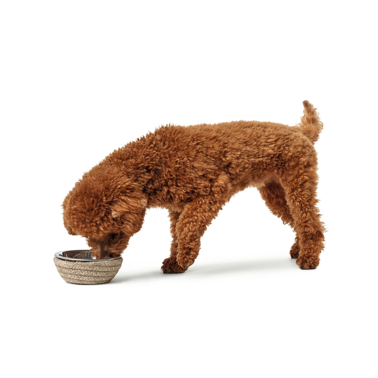 Hunter Futternapf Graz Bild 5