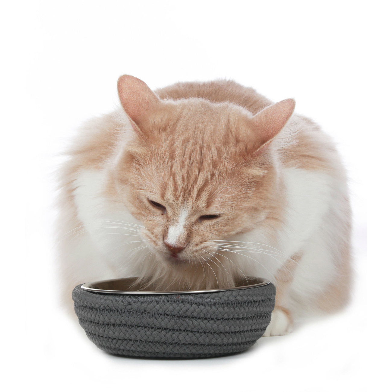 Hunter Futternapf Graz Bild 6