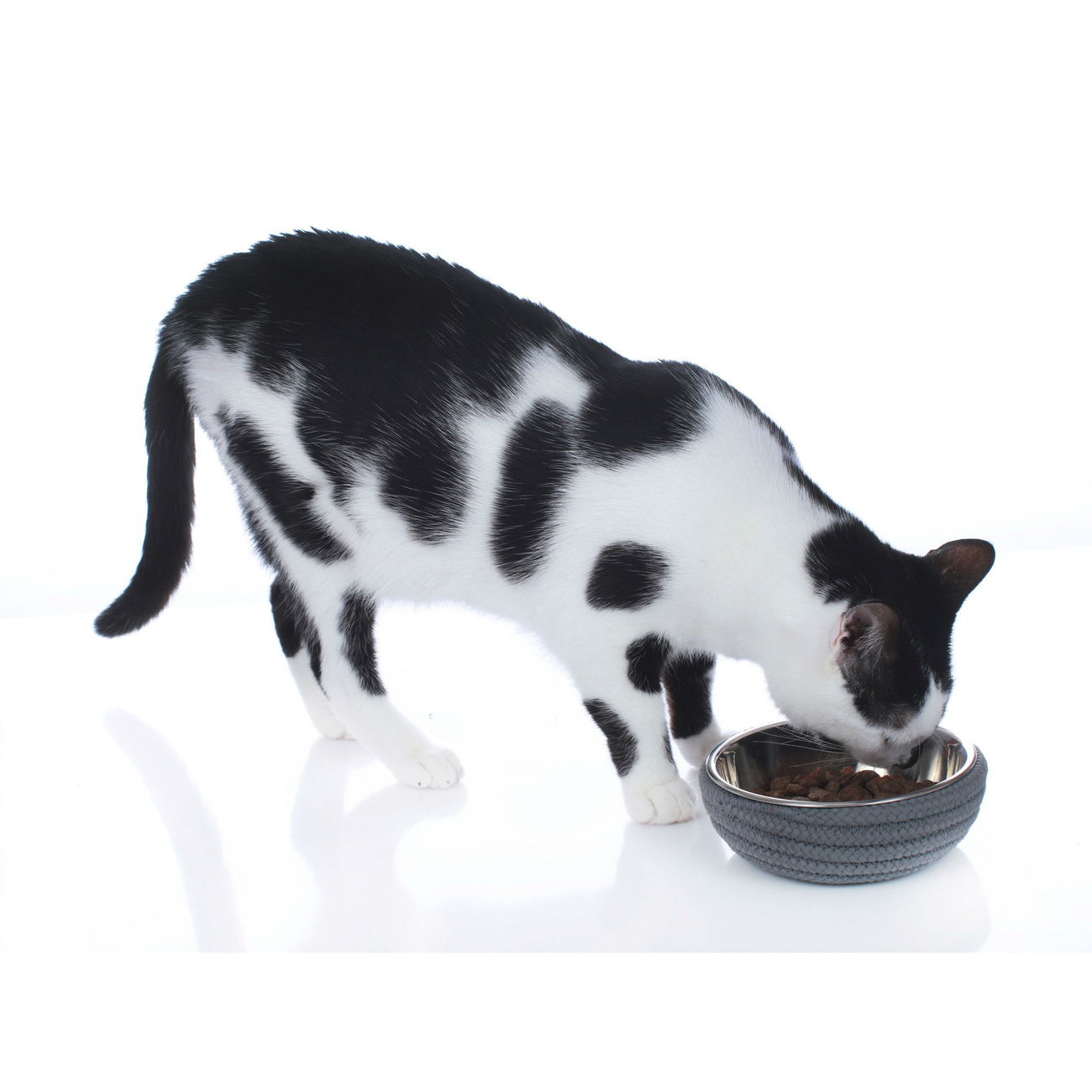 Hunter Futternapf Graz Bild 7