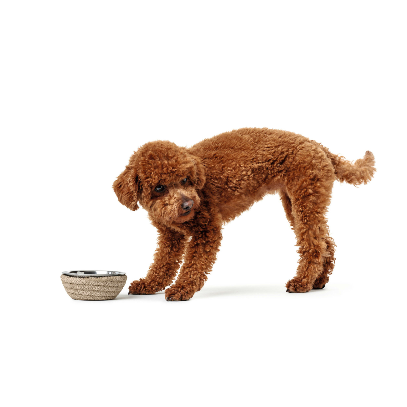 Hunter Futternapf Graz Bild 8