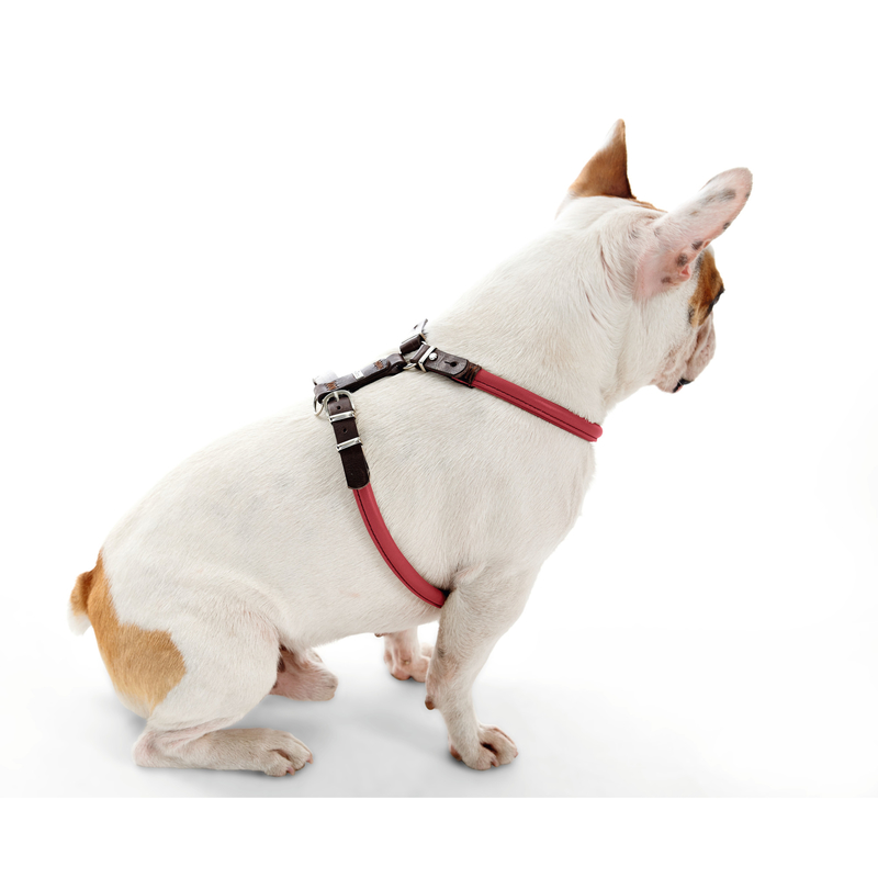 Hunter Geschirr Calgary Elchleder für Mops & Co Bild 3