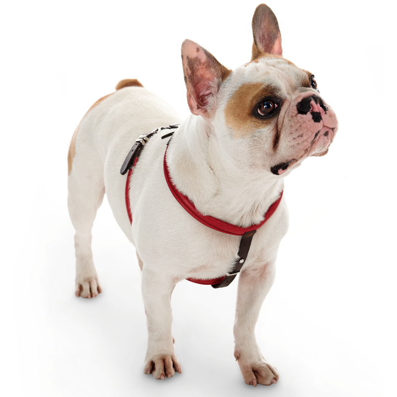 Hunter Geschirr Calgary Elchleder für Mops & Co Bild 2