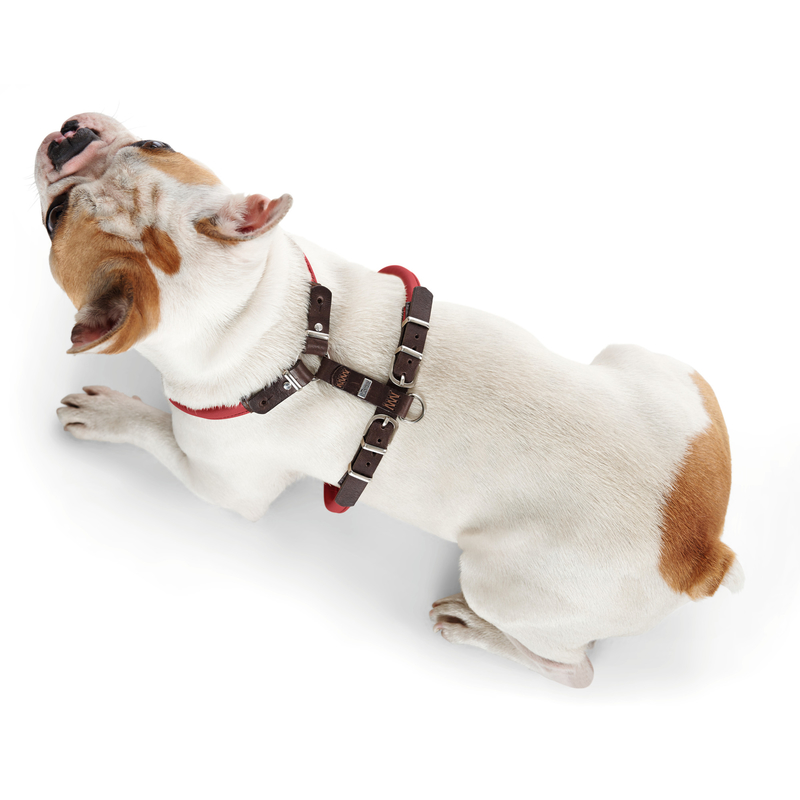 Hunter Geschirr Calgary Elchleder für Mops & Co Bild 6