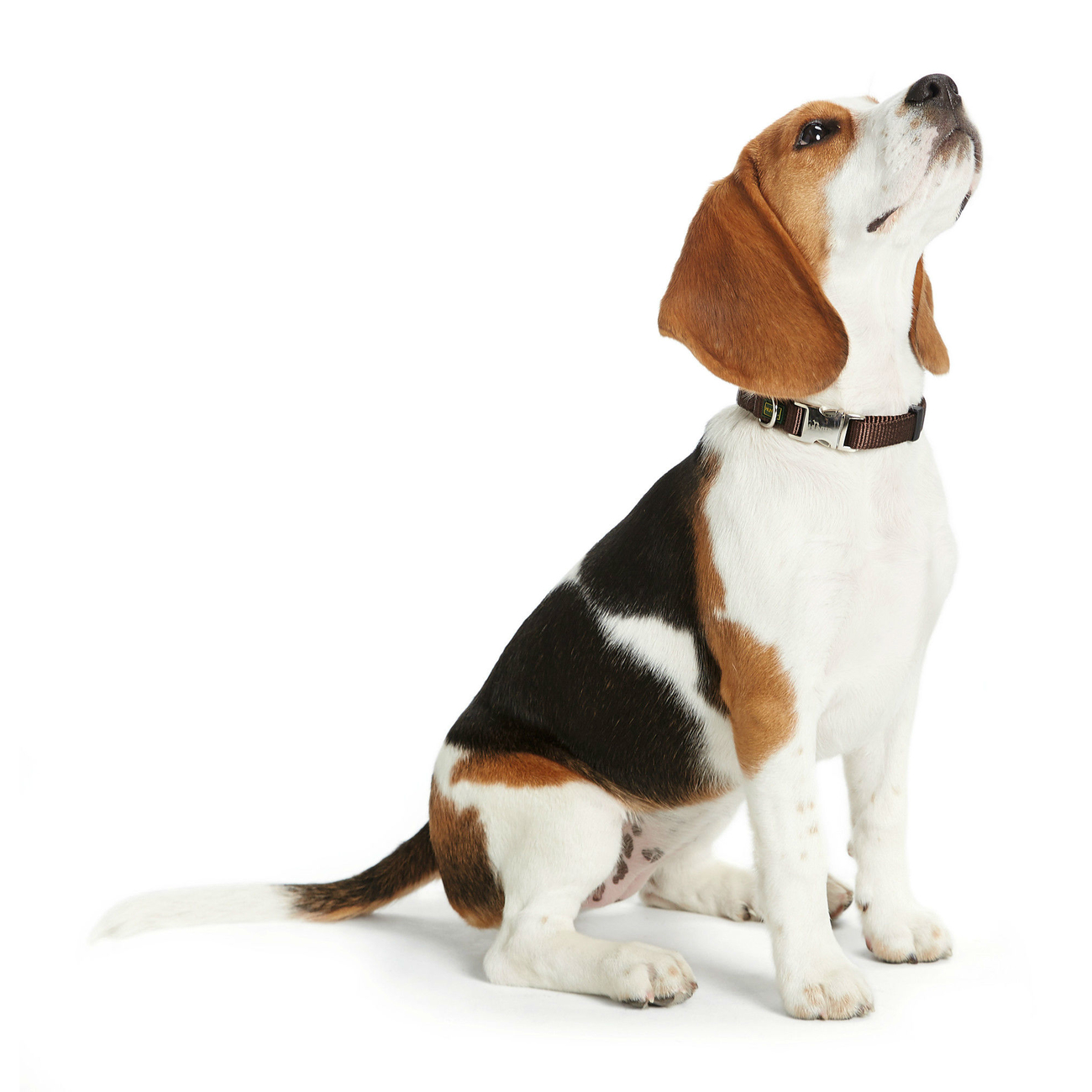 Hunter Halsband Vario Basic Alu Strong Verschluss Bild 15