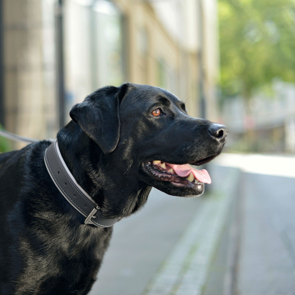 Hunter Halsband Canadian aus Elchleder Bild 2