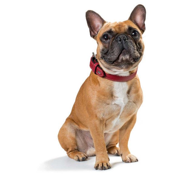 Hunter Halsband Canadian aus Elchleder Bild 16