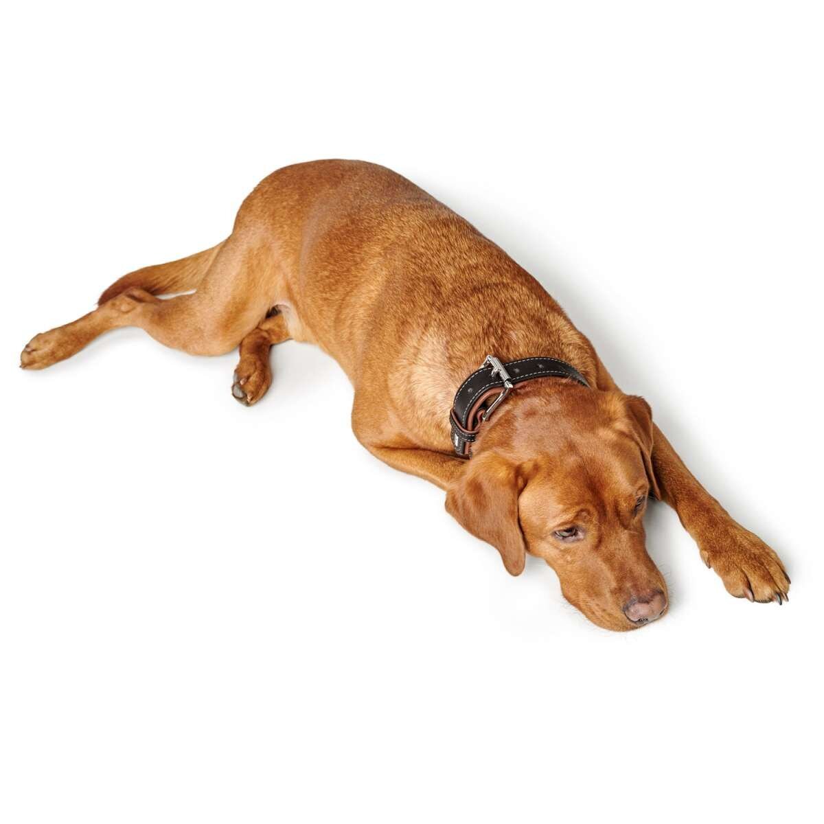 Halsband Canadian Up Bild 7