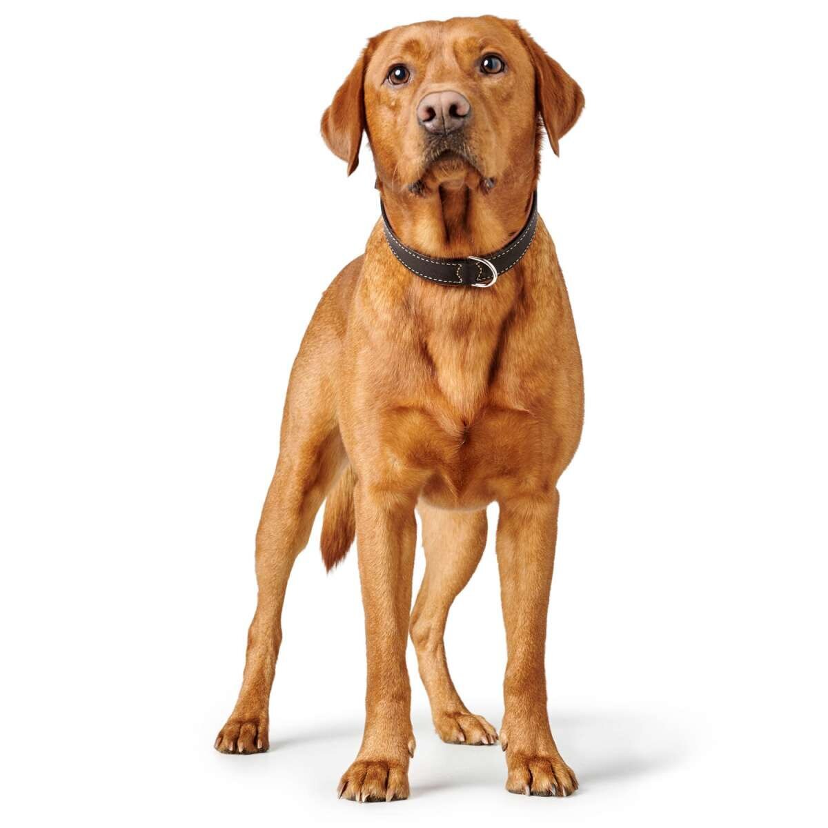 Halsband Canadian Up Bild 10