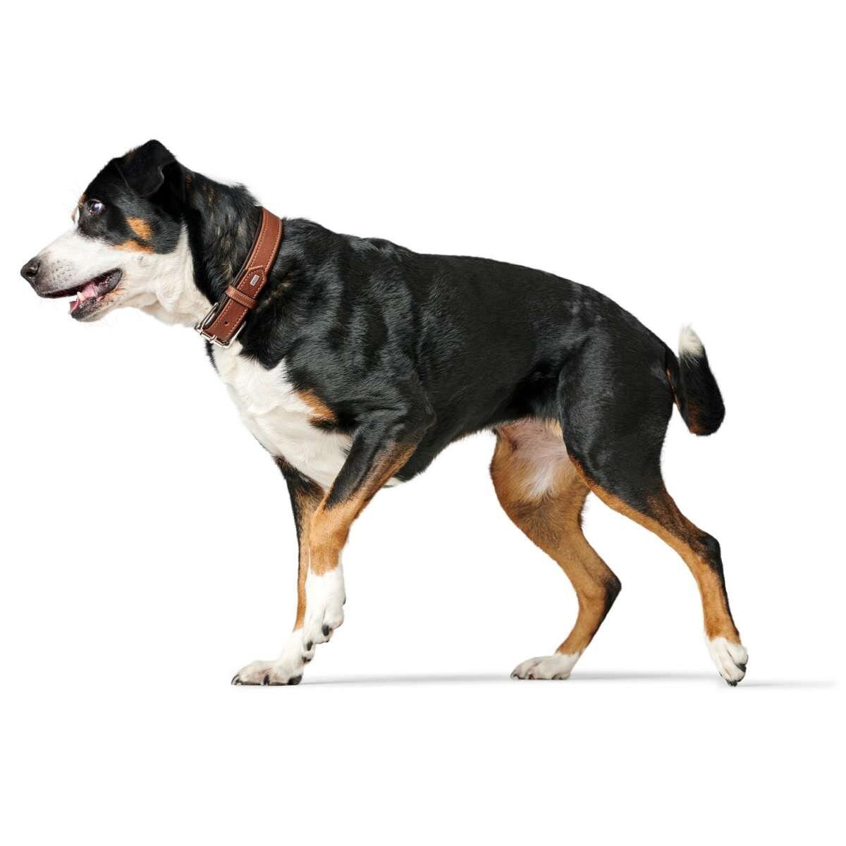 Halsband Canadian Up Bild 2