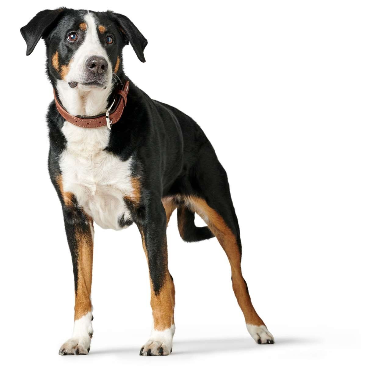 Halsband Canadian Up Bild 5