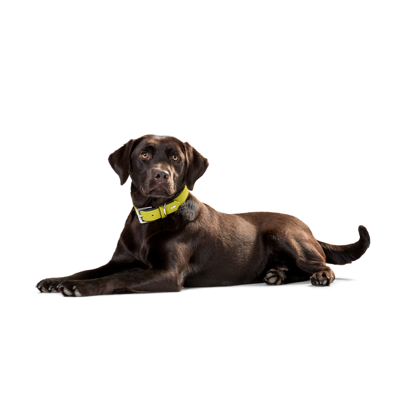 Hunter Halsband Capri Bild 10