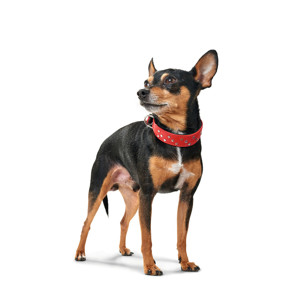 HUNTER Halsband Capri Mini Stars Bild 10